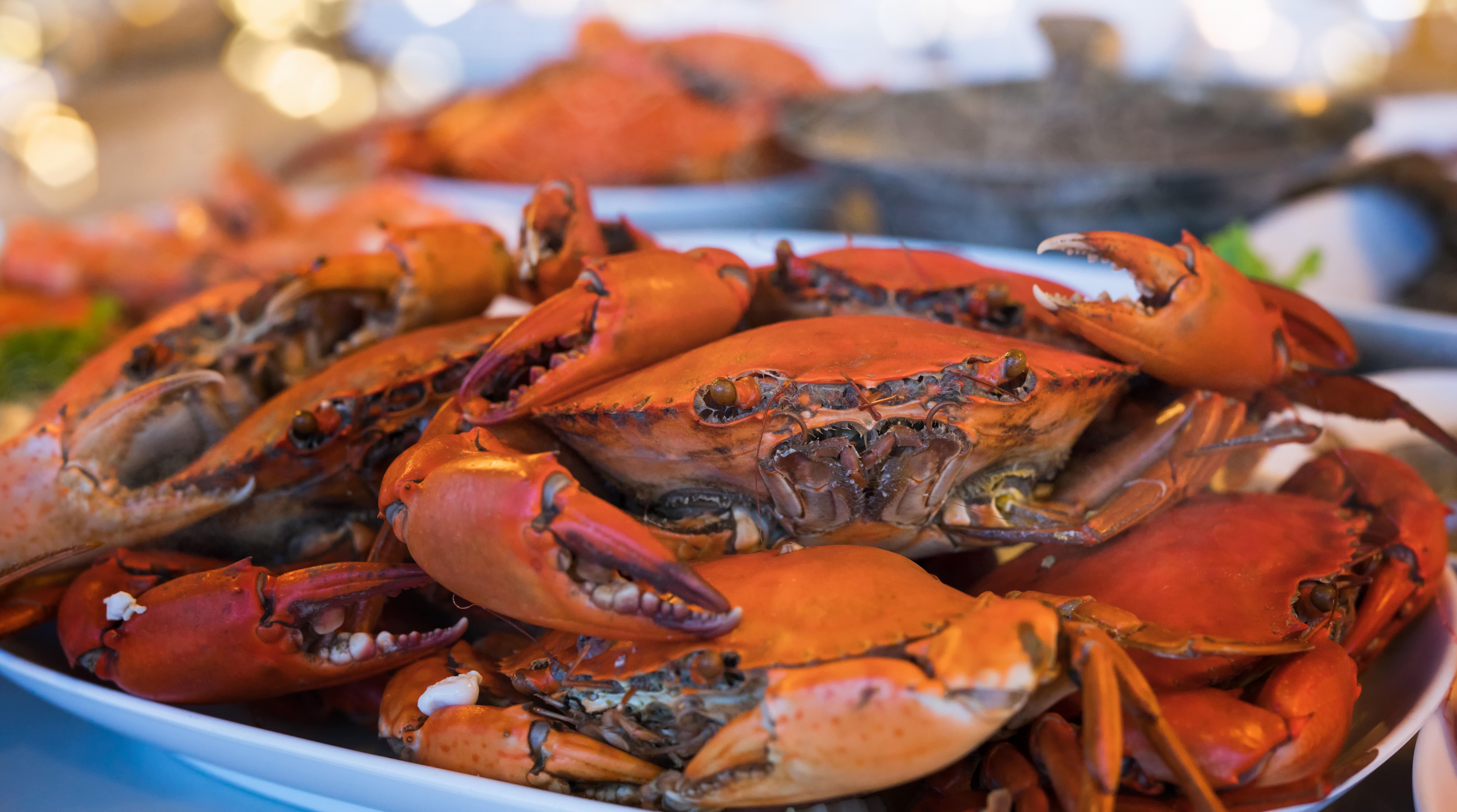 How to Take Advantage of Maine Crab Season