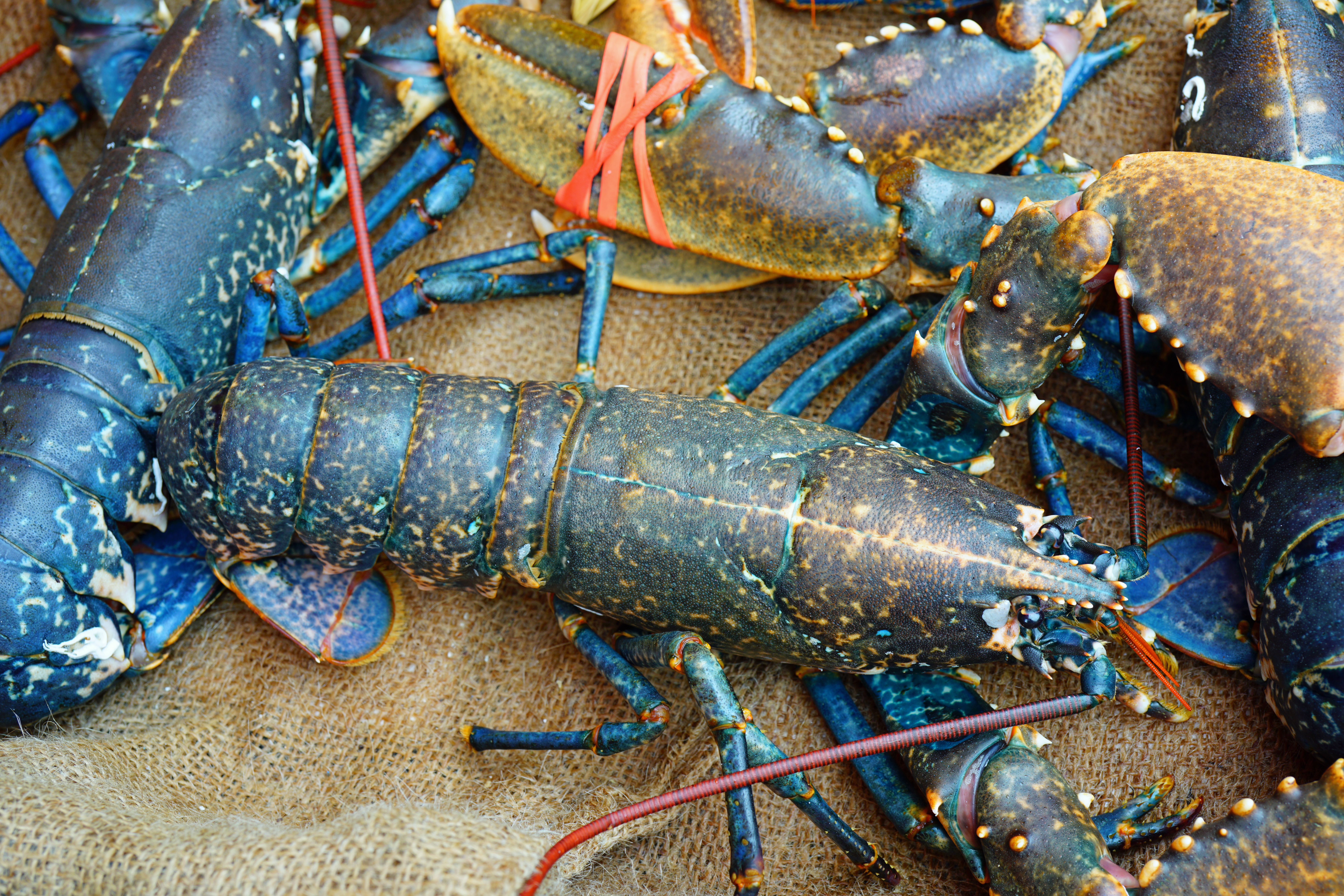 where to buy lobster