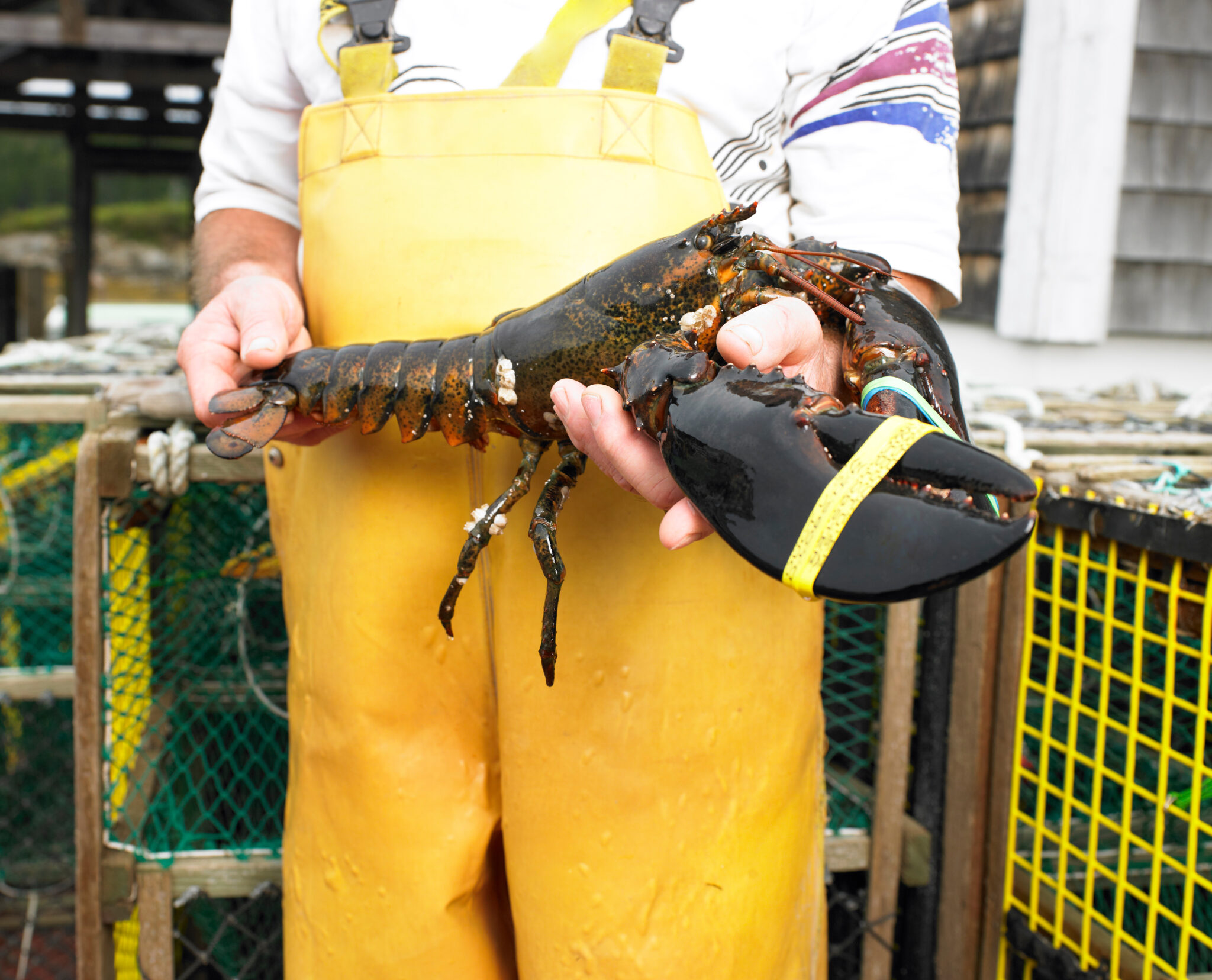Understanding Maine Lobster Prices: A Pocket Guide