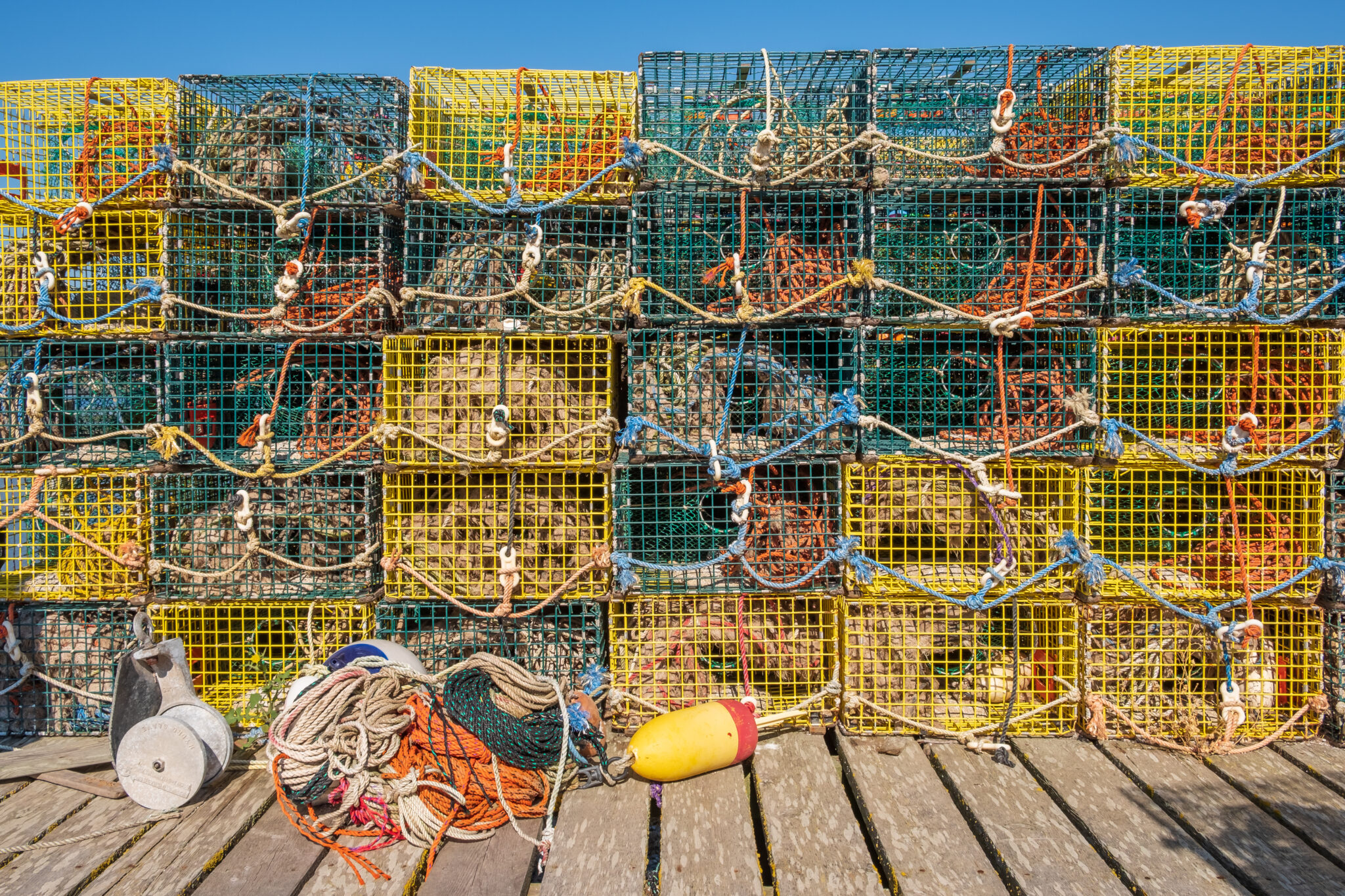 maine lobster population