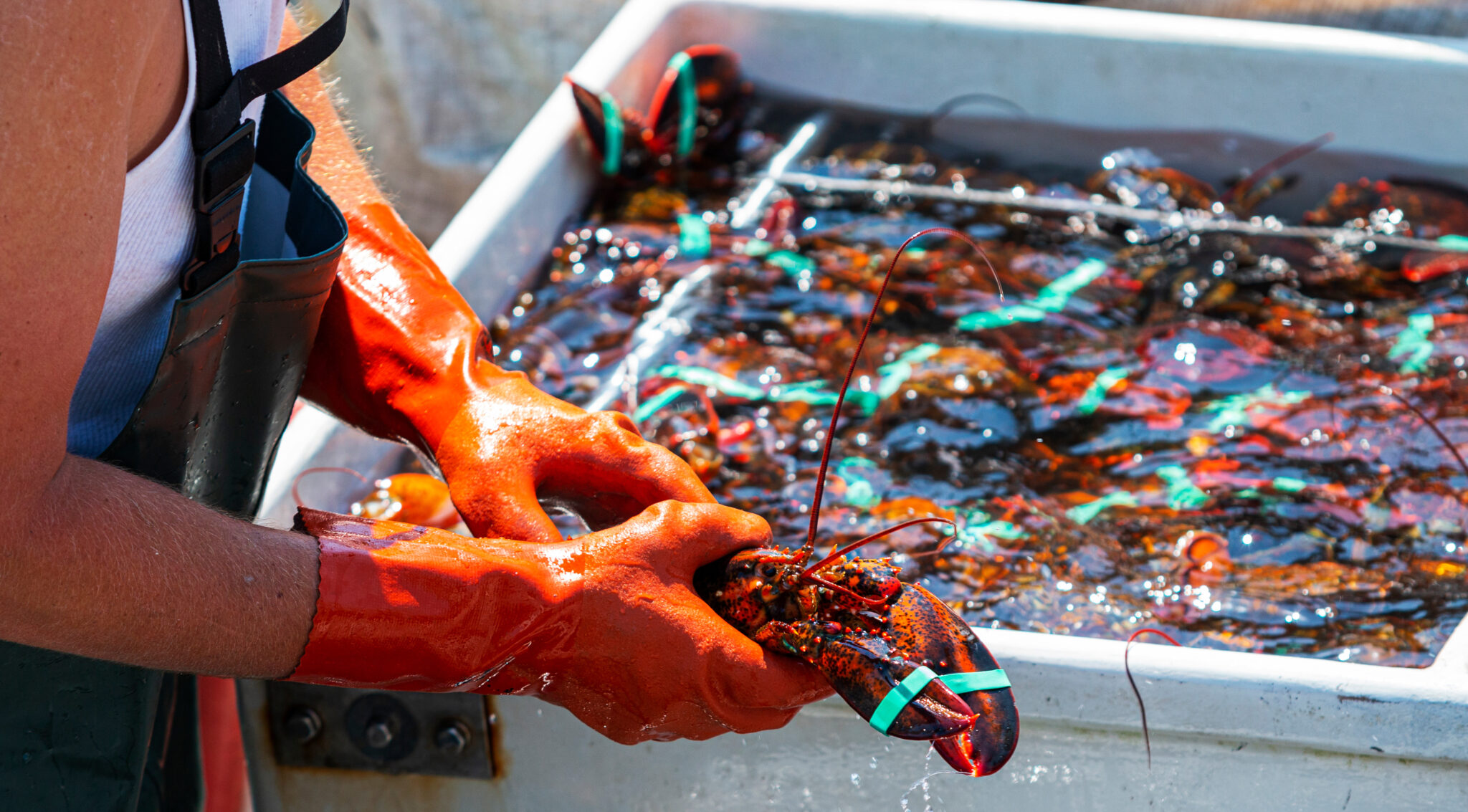 Maine Lobster Quality: How It Beats the Competition