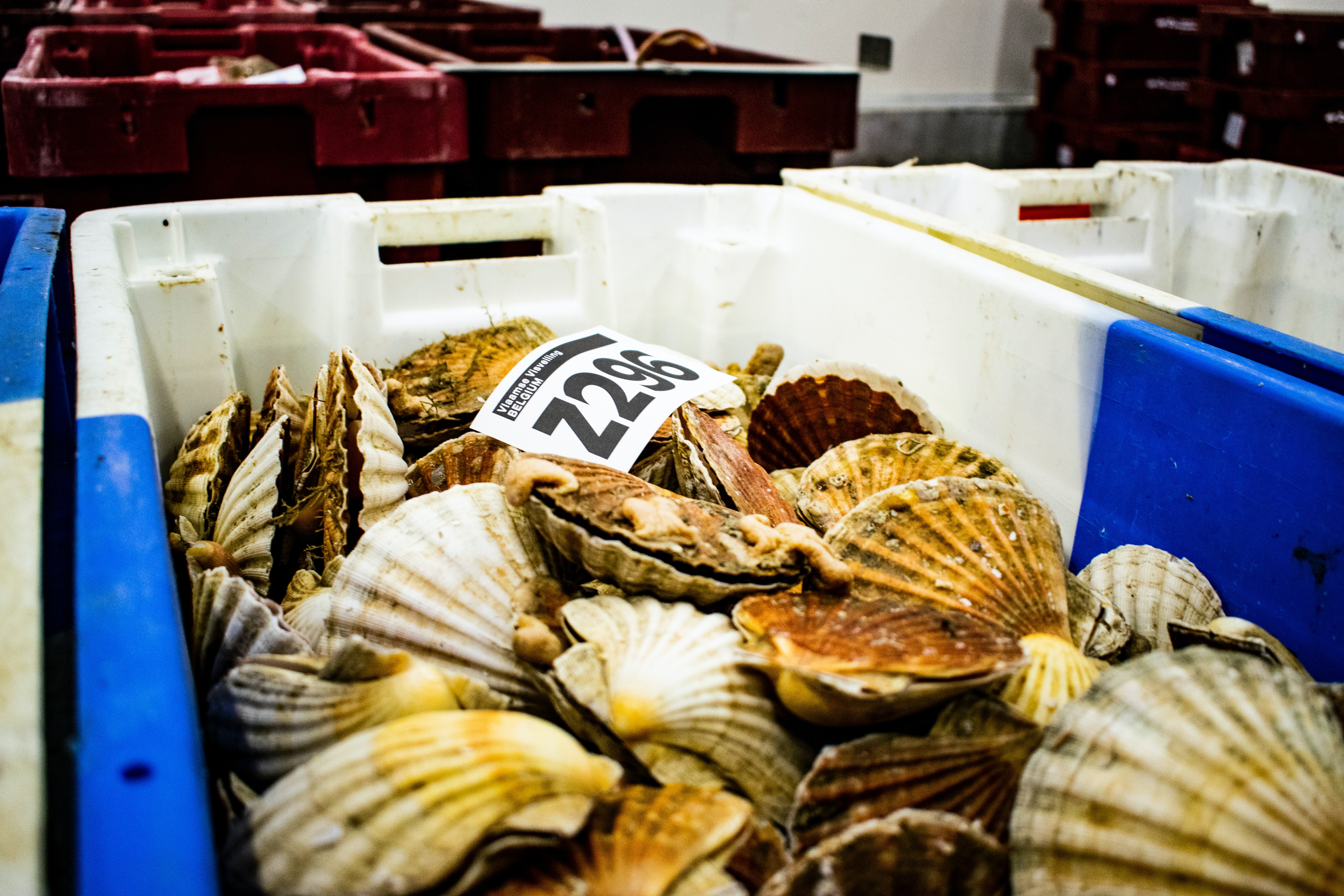 how are scallops harvested