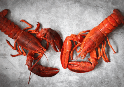 red lobsters | when is lobster season in maine